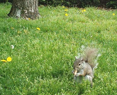 squirlongrass.jpg